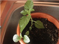 866c4ec7-Picture 014.jpg